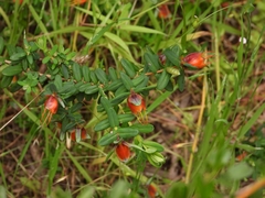 Darwinia citriodora