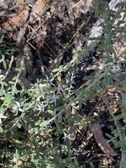 Cyphanthera albicans