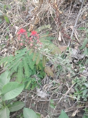 Castilleja arvensis arvensis