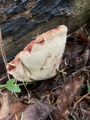 Fistulina hepatica