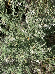 Cyphanthera albicans