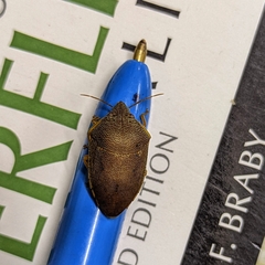 Coleotichus excellens