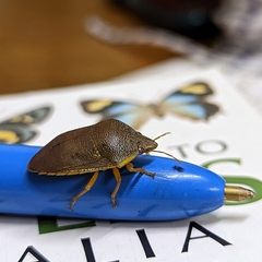 Coleotichus excellens