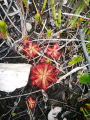 Drosera aliciae