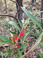 Grevillea dimorpha