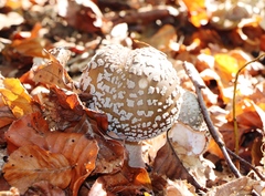 Amanita excelsa