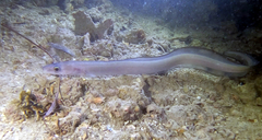 Conger wilsoni