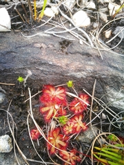 Drosera aliciae