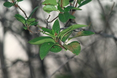Malus halliana
