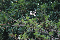Malus halliana