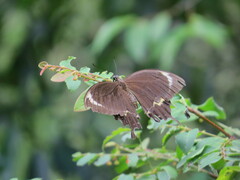 Papilio fuscus capaneus