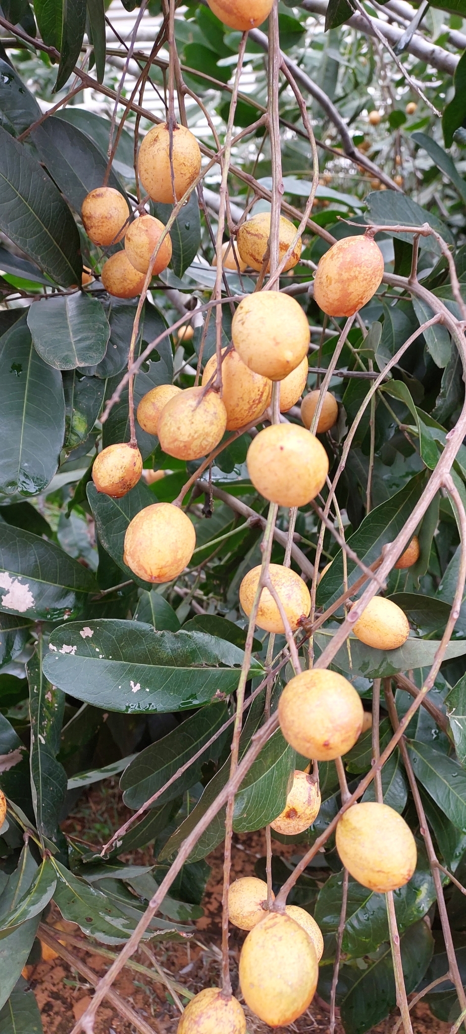 Imagem de Pau-de-vinho