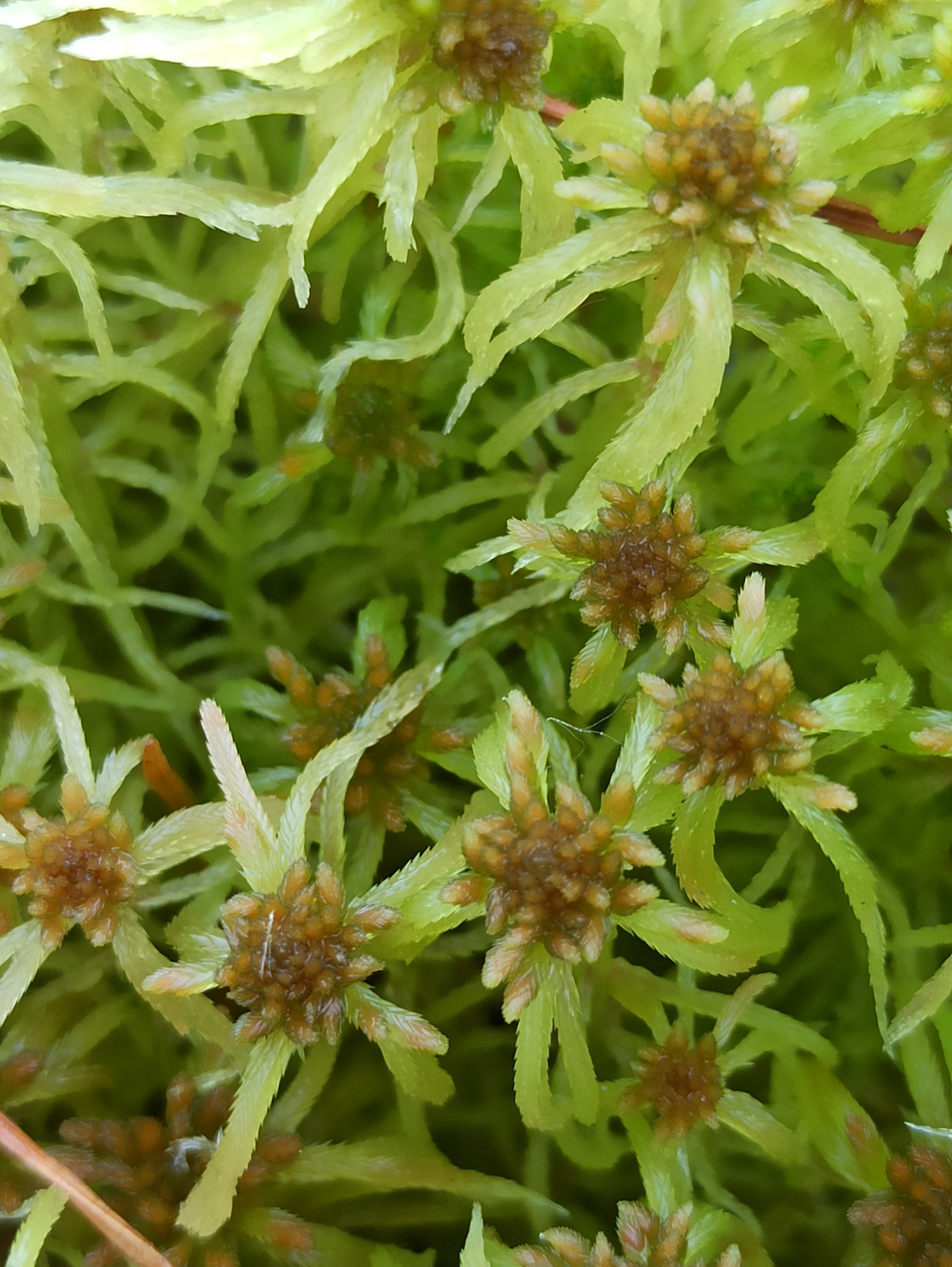 Sphagnum flexuosum