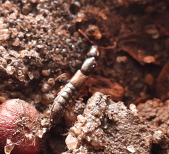 Xantholinus