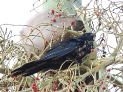 Eudynamys orientalis