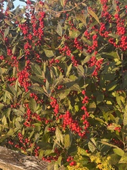 Ilex verticillata