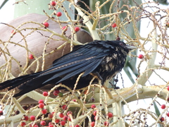 Eudynamys orientalis