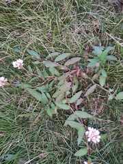 Persicaria criopolitana