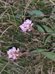 Persicaria criopolitana