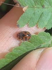 Subcoccinella vigintiquatuorpunctata
