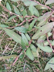 Persicaria criopolitana