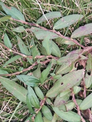 Persicaria criopolitana