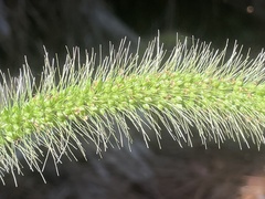 Setaria corrugata