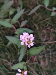 Persicaria criopolitana