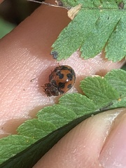 Subcoccinella vigintiquatuorpunctata