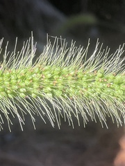 Setaria corrugata