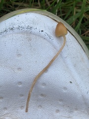 Psilocybe semilanceata
