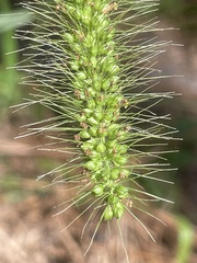 Setaria corrugata
