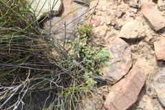 Crassula muscosa