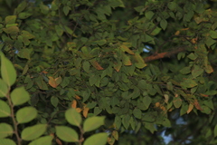 Photinia davidsoniae