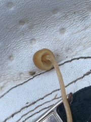 Psilocybe semilanceata