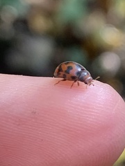 Subcoccinella vigintiquatuorpunctata