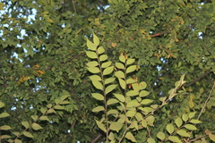 Photinia davidsoniae