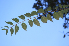 Photinia davidsoniae