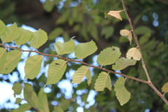 Photinia davidsoniae
