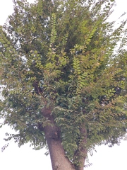 Photinia davidsoniae