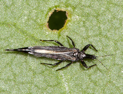 Phlaeothripinae