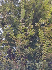 Photinia davidsoniae
