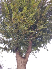 Photinia davidsoniae