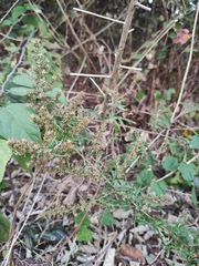 Artemisia mongolica