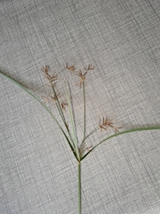 Carex morrowii