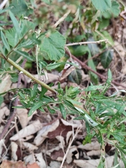 Artemisia mongolica