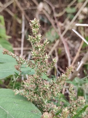 Artemisia mongolica