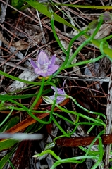 Thysanotus patersonii