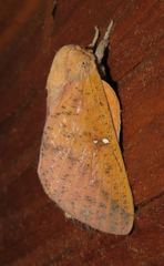 Syssphinx bicolor