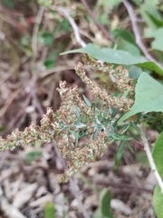 Artemisia mongolica